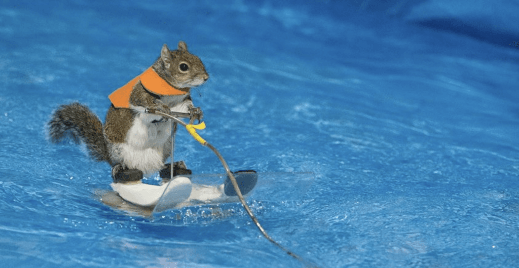 Excuse me, there is a water-skiing squirrel in Toronto and her name is Twiggy