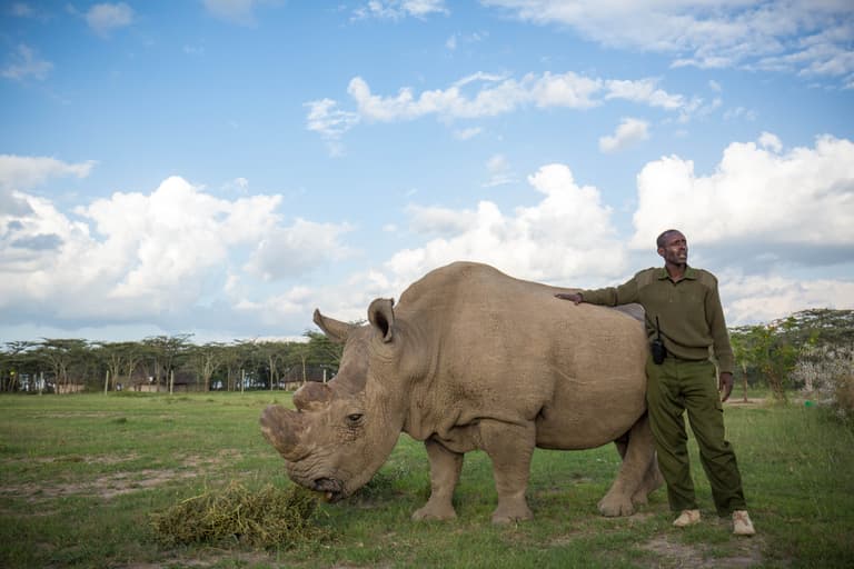 The world’s last male northern white rhino has died