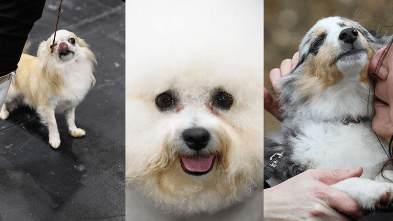 An essential roundup of the most important dogs at Crufts 2018 An essential roundup of the most important dogs at Crufts 2018
