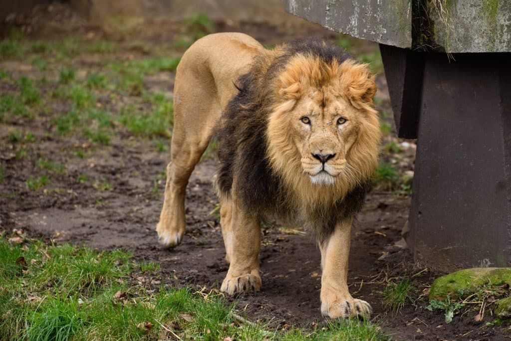Lions, tigers, a jaguar and a bear escape German zoo