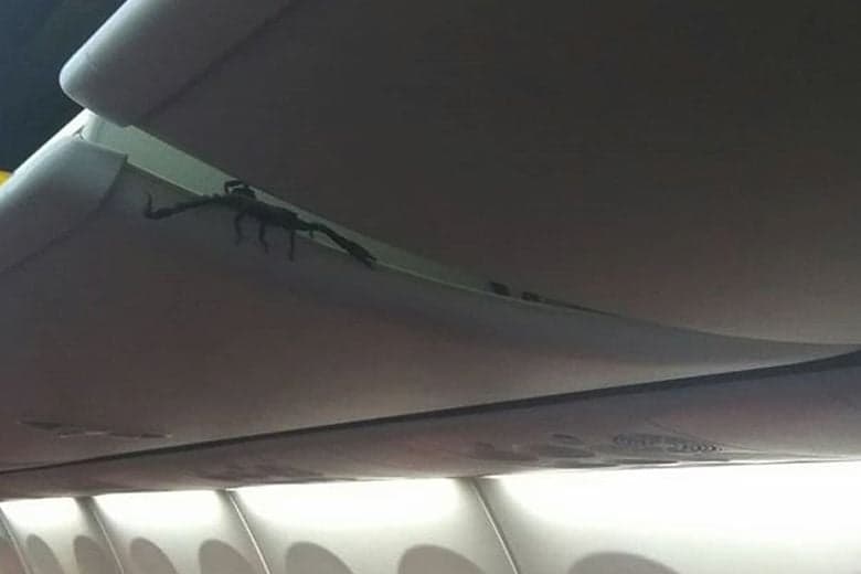 Huge scorpion spotted crawling out of overhead locker on plane