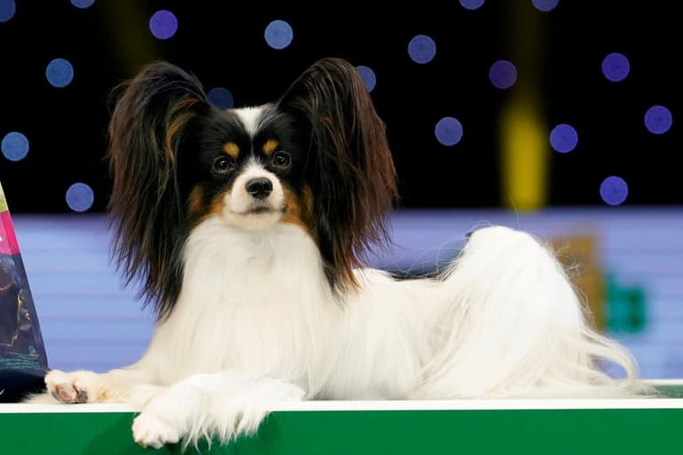 A comprehensive rundown of all the good boys spotted at Crufts 2019 A comprehensive rundown of all the good boys spotted at Crufts 2019