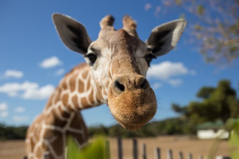 Baby giraffe named ‘Margaret’ in honour of first woman to receive Covid vaccine Baby giraffe named ‘Margaret’ in honour of first woman to receive Covid vaccine