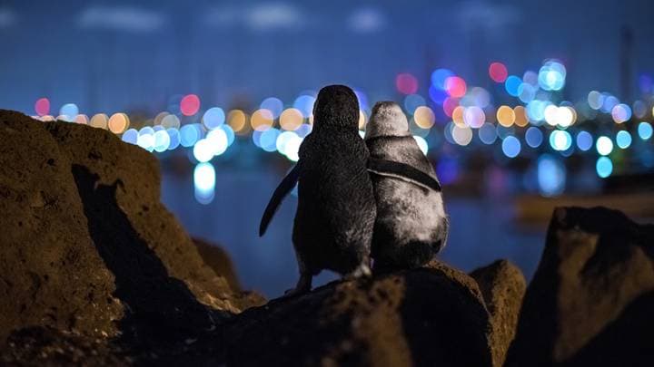 Penguins comforting each other wins ‘Best Picture of 2020’ award Penguins comforting each other wins ‘Best Picture of 2020’ award