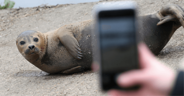 Thames seal nicknamed Freddie Mercury put down after dog attack