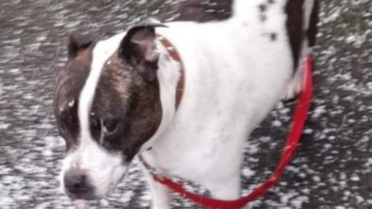 Dognappers attack woman from behind and speed off with her dog in van Dognappers attack woman from behind and speed off with her dog in van