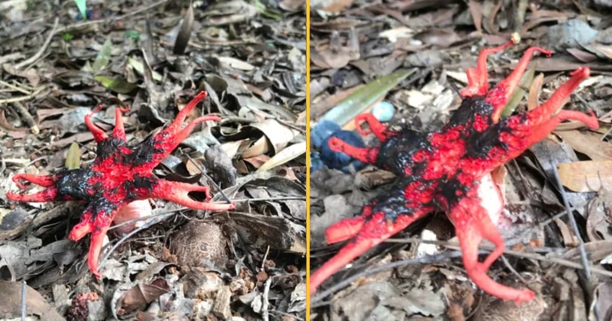 Alien-like creature with ‘sickly smell of rotting corpses’ found in woods