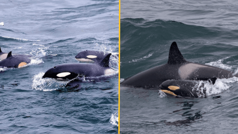 Killer whales spotted off the Cornish coast for the first time in 50 years Killer whales spotted off the Cornish coast for the first time in 50 years