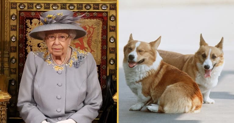 Puppy given to Queen while Prince Philip was in hospital has died Puppy given to Queen while Prince Philip was in hospital has died