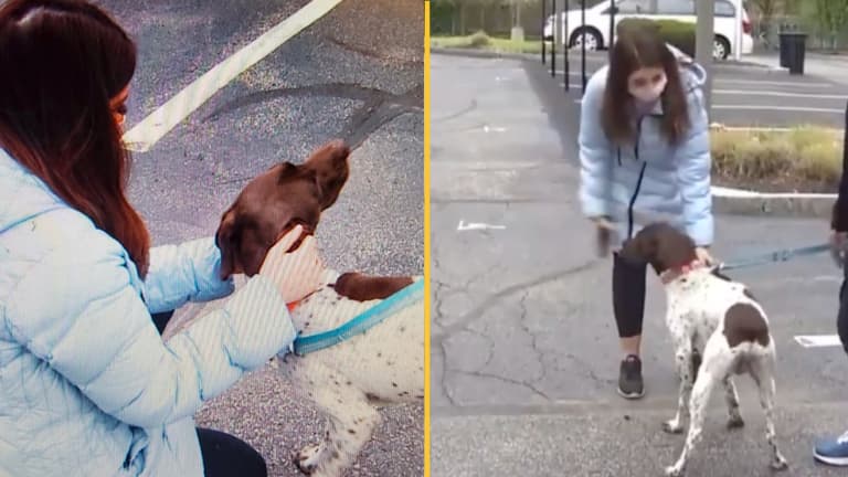 TV reporter rescues stolen dog live on air while reporting on its theft TV reporter rescues stolen dog live on air while reporting on its theft