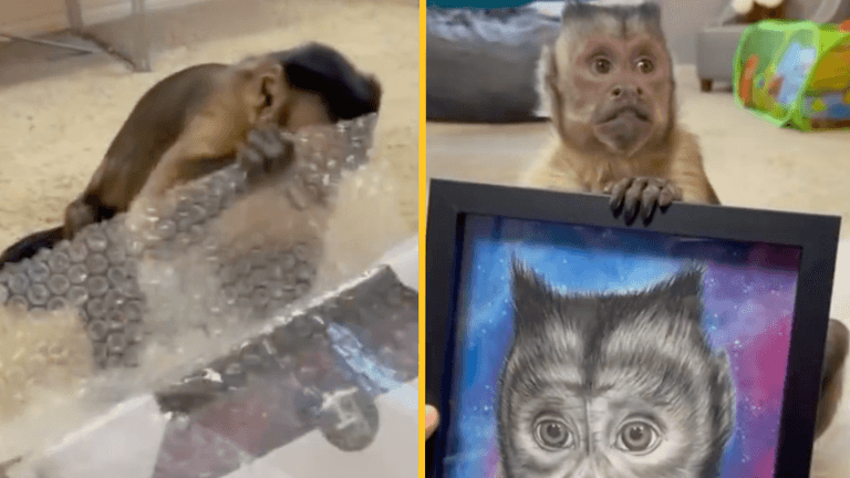 Beloved TikTok star and Capuchin Monkey George has passed away Beloved TikTok star and Capuchin Monkey George has passed away