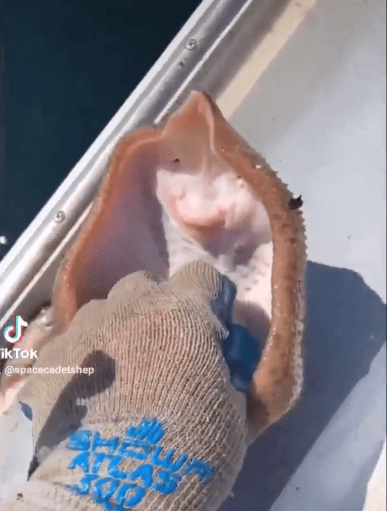 Stingray ‘laughing’ while being tickled in viral TikTok is actually ‘suffocating to death,’ say experts Stingray ‘laughing’ while being tickled in viral TikTok is actually ‘suffocating to death,’ say experts
