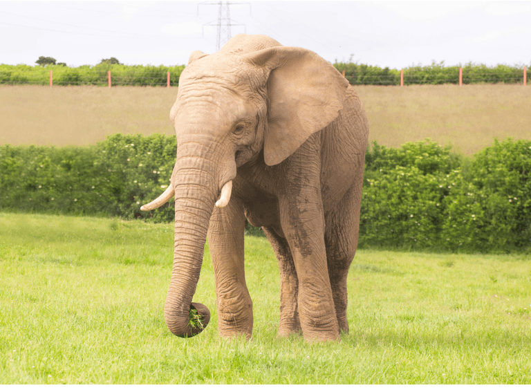 Young elephant dies in Somerset zoo attack Young elephant dies in Somerset zoo attack