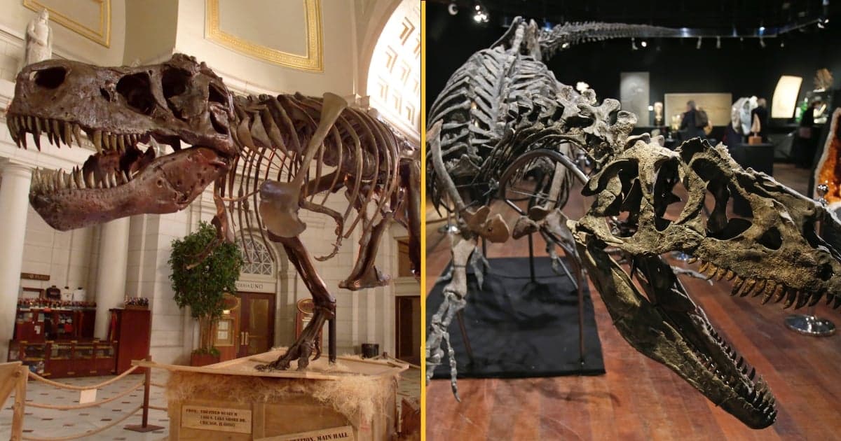 One in ten Brits think dinosaurs still exist somewhere in the world, according to study