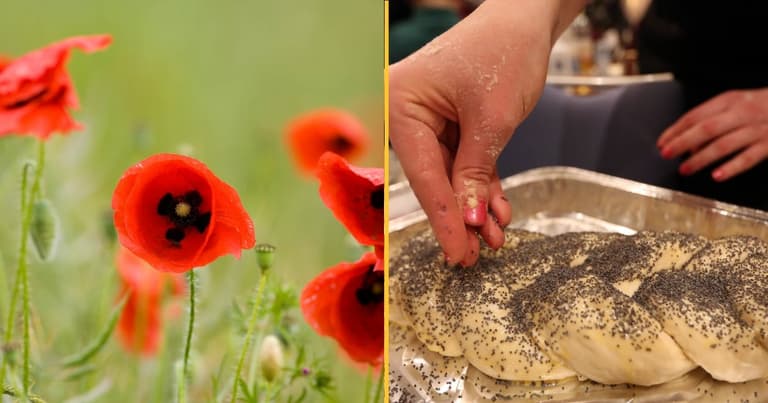 Man says he failed drug test for job after ‘eating poppy seed bread’ Man says he failed drug test for job after ‘eating poppy seed bread’