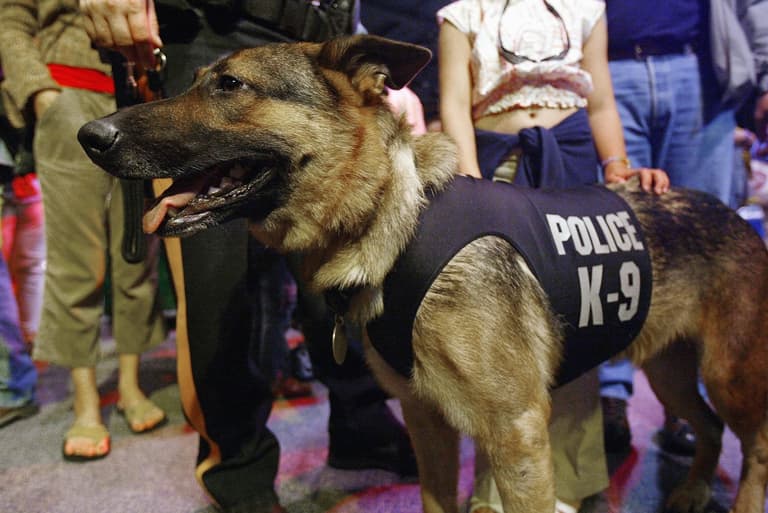US military abandons dozens of service dogs after pulling out of Kabul US military abandons dozens of service dogs after pulling out of Kabul