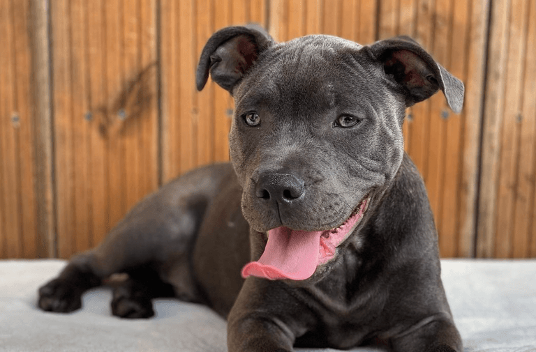 Staffies crowned UK’s favourite dog breed Staffies crowned UK’s favourite dog breed