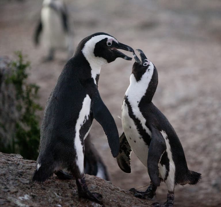 Swarm of bees kill 60 penguins by stinging them in the eyes Swarm of bees kill 60 penguins by stinging them in the eyes