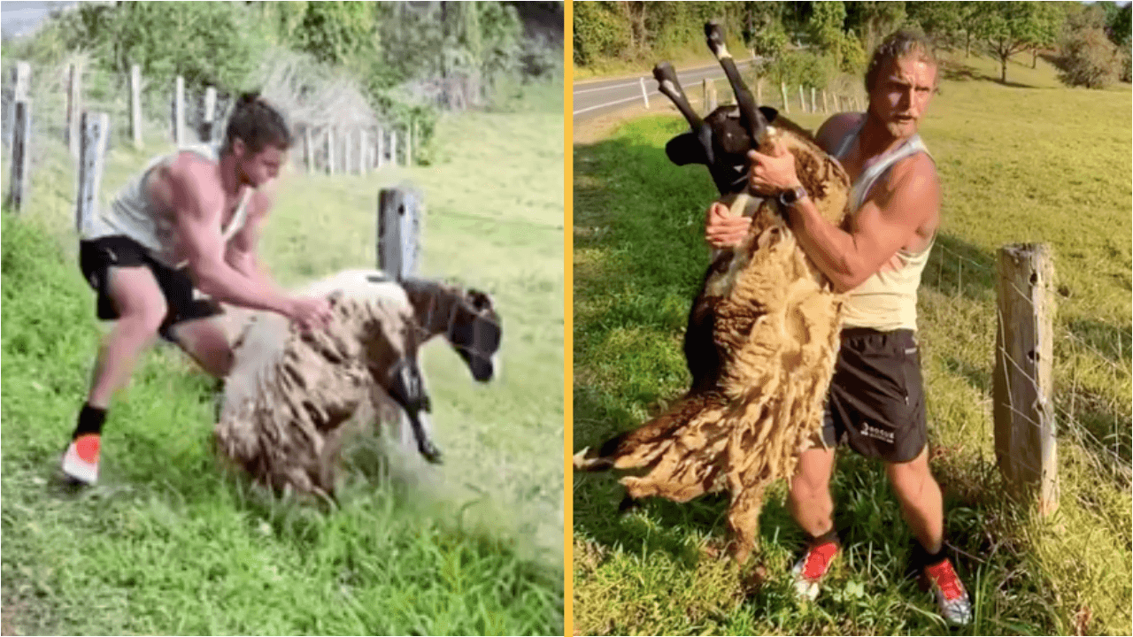 Honey Badger to the rescue as he saves sheep stuck in barbed-wire fence