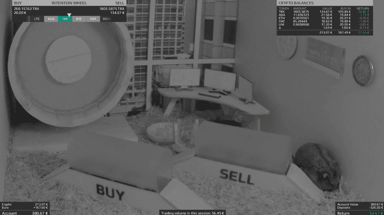 Crypto-trading hamster is beating human investors with his investment ‘strategy’ Crypto-trading hamster is beating human investors with his investment ‘strategy’