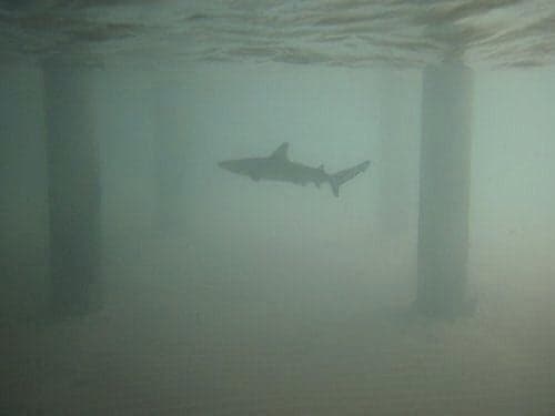 Venomous sharks discovered in the River Thames Venomous sharks discovered in the River Thames