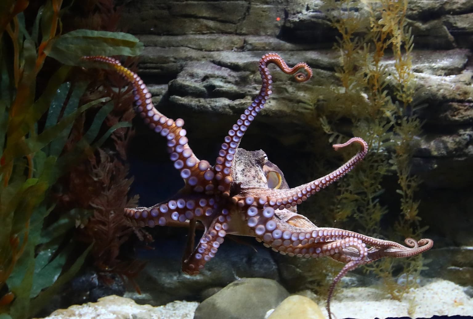 Octopuses, crabs and lobsters are sentient beings that feel pain under UK law, government announces