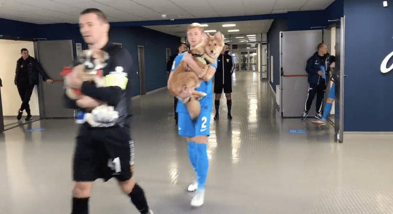 Zenit players take dogs on pitch in bid to get them rehomed Zenit players take dogs on pitch in bid to get them rehomed