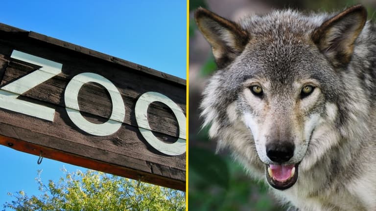 French zoo forced to close after nine wolves escape while it was open French zoo forced to close after nine wolves escape while it was open