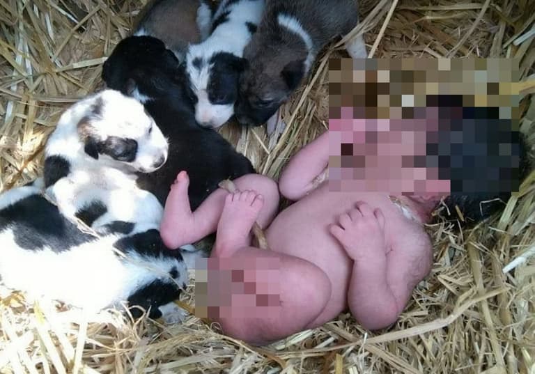 Stray dog looks after abandoned newborn baby like one of her own puppies Stray dog looks after abandoned newborn baby like one of her own puppies