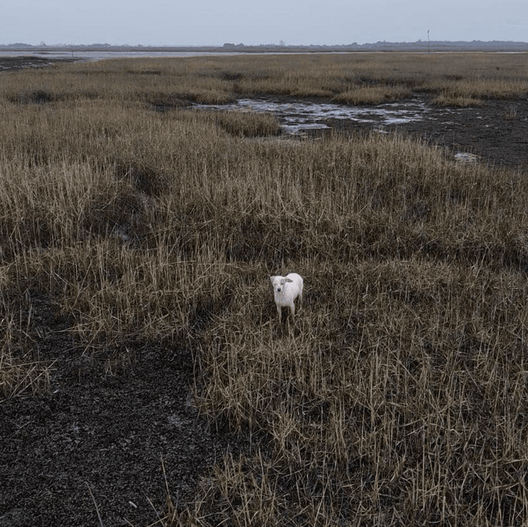 Rescuers attach sausage to drone to save stranded dog that wouldn’t move Rescuers attach sausage to drone to save stranded dog that wouldn’t move