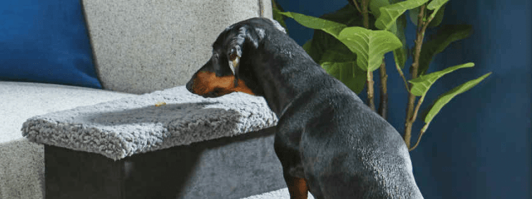 Aldi is selling pet steps for £5.99 so small dogs can climb onto sofas or beds Aldi is selling pet steps for £5.99 so small dogs can climb onto sofas or beds