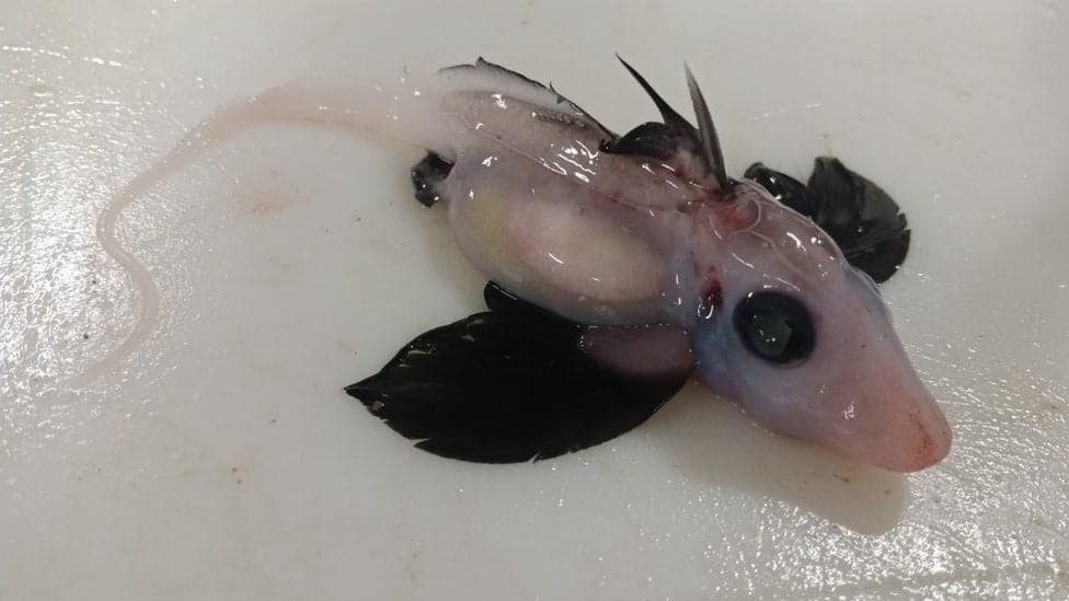 Baby ‘ghost shark’ with retractable penis on head found 1,200m under water