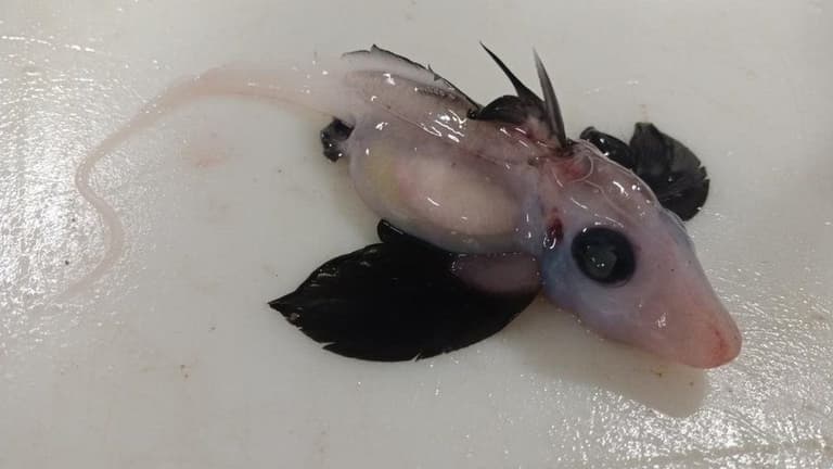 Baby ‘ghost shark’ with retractable penis on head found 1,200m under water Baby ‘ghost shark’ with retractable penis on head found 1,200m under water