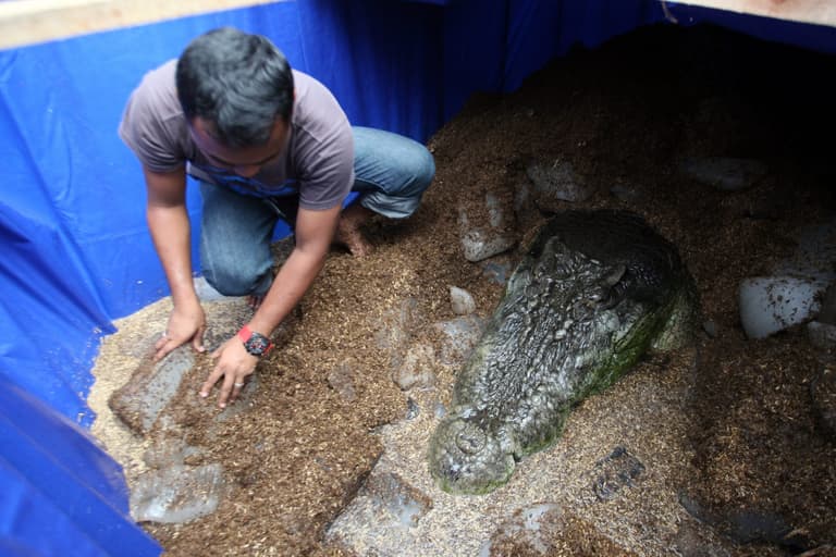 Biggest saltwater croc in captivity died of ‘stress’ after ‘eating schoolgirl’ Biggest saltwater croc in captivity died of ‘stress’ after ‘eating schoolgirl’