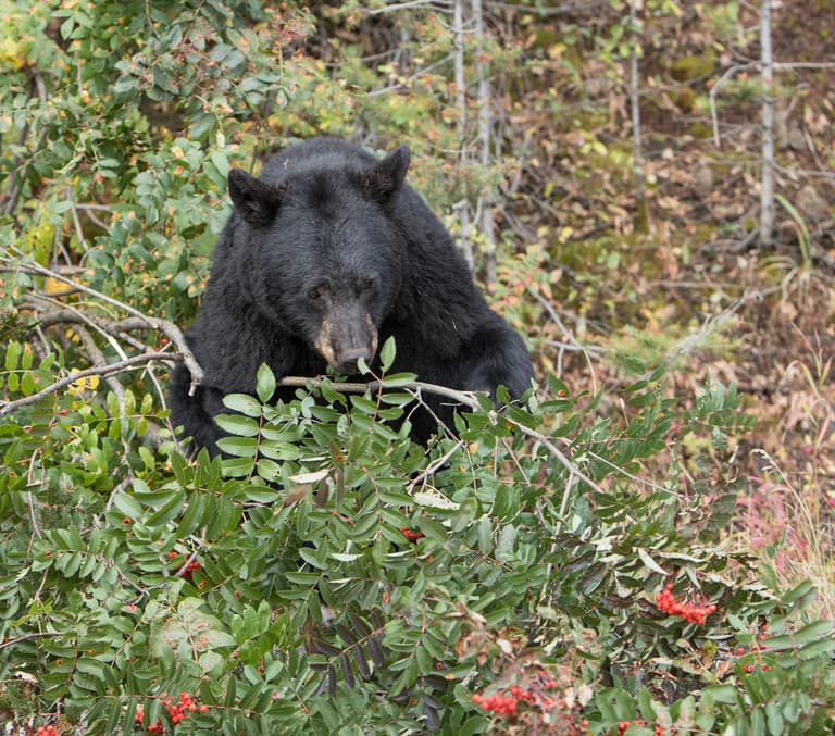 Huge 500lb black bear nicknamed ‘Hank the Tank’ breaks into 28 homes to steal food Huge 500lb black bear nicknamed ‘Hank the Tank’ breaks into 28 homes to steal food