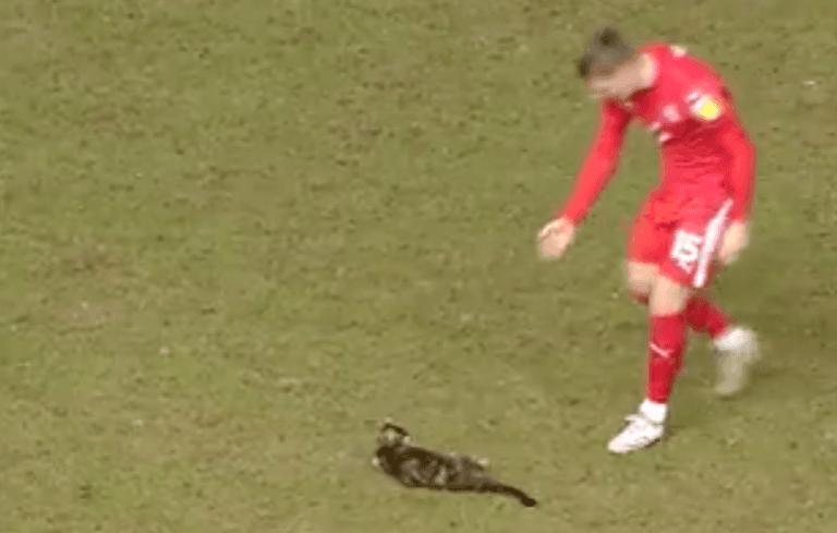 Hillsborough pitch-invading cat reunited with owner after seven months Hillsborough pitch-invading cat reunited with owner after seven months