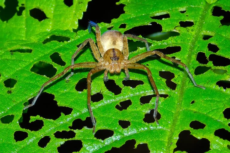 World’s biggest spider found in UK after accidental 5,000-mile trip in shipping container World’s biggest spider found in UK after accidental 5,000-mile trip in shipping container