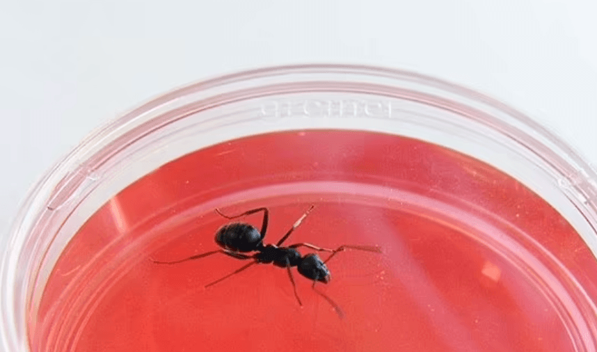 Ants can sniff out cancer in humans, study shows