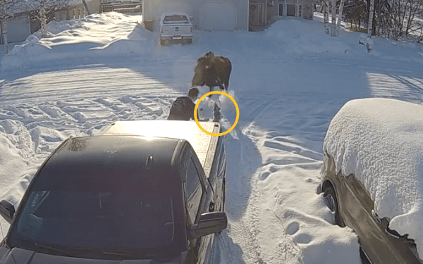 The insane moment a tiny dachshund took on huge moose – and won The insane moment a tiny dachshund took on huge moose – and won