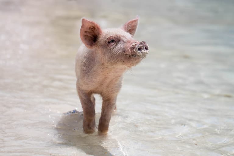 Scientists can now read the emotions of pigs and the results are super cute Scientists can now read the emotions of pigs and the results are super cute