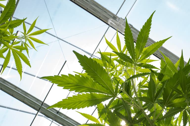 Cannabis could be prescribed as painkiller on NHS as trial gets underway Cannabis could be prescribed as painkiller on NHS as trial gets underway