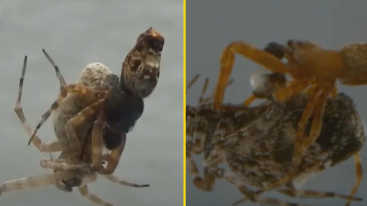 These male spiders catapult away to avoid being cannibalized after sex