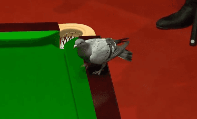 Pigeon interrupts game at Snooker World Championship Pigeon interrupts game at Snooker World Championship