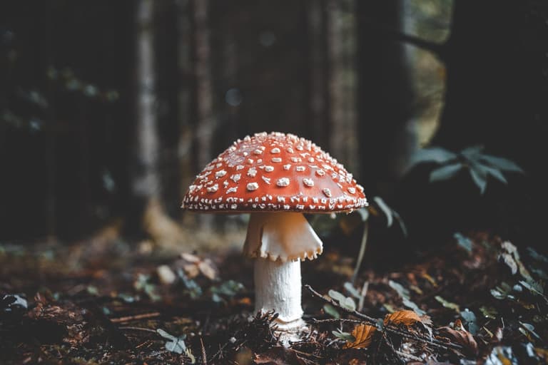 Mushrooms can talk to each other, researcher suggests Mushrooms can talk to each other, researcher suggests