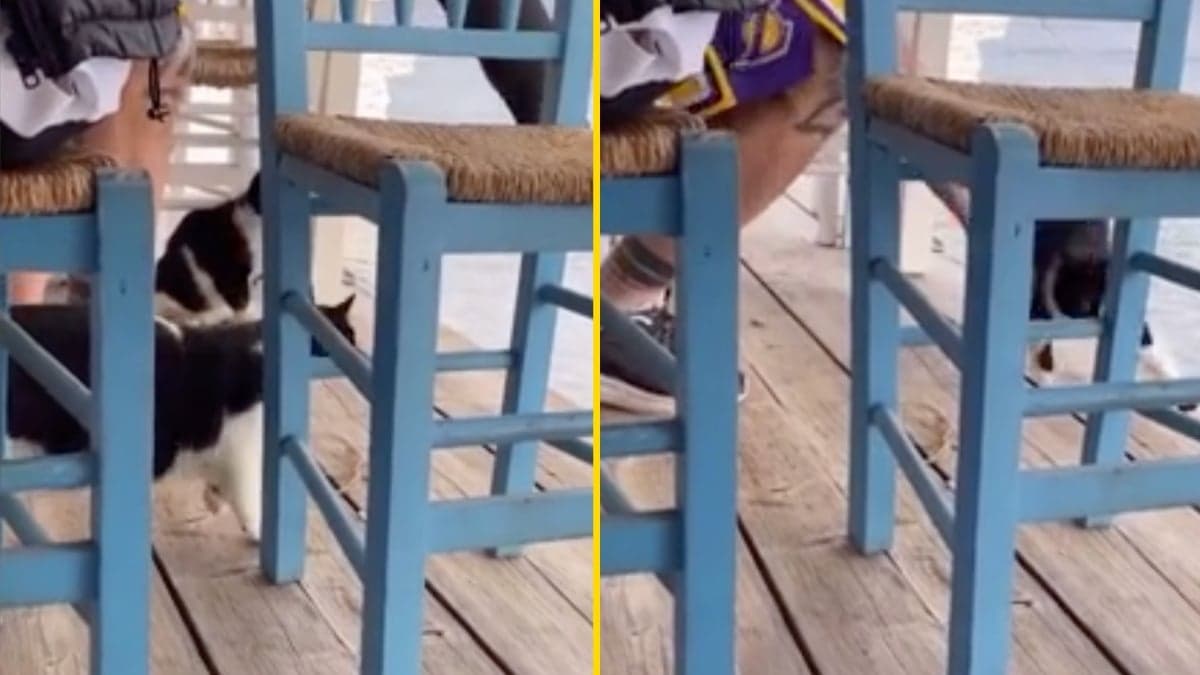 Man who kicked kitten into sea faces 10 years in prison