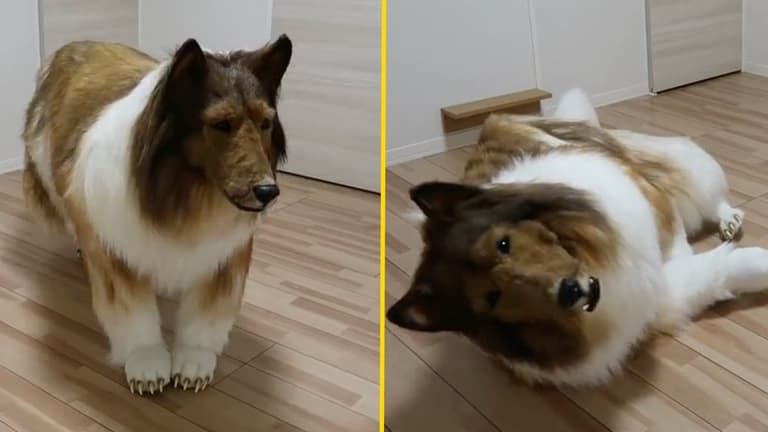 Japanese man spends £12,480 to look like a border collie – and it kind of works Japanese man spends £12,480 to look like a border collie – and it kind of works