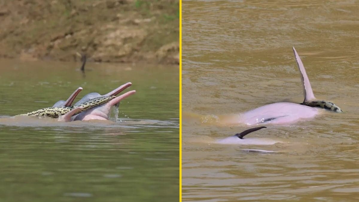 Footage of two male dolphins getting ‘sexually aroused’ with anaconda in mouths confuses researchers