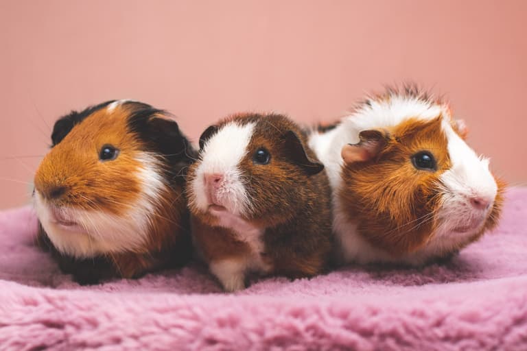 Pets may have to be culled to prevent spread of monkeypox, report claims Pets may have to be culled to prevent spread of monkeypox, report claims