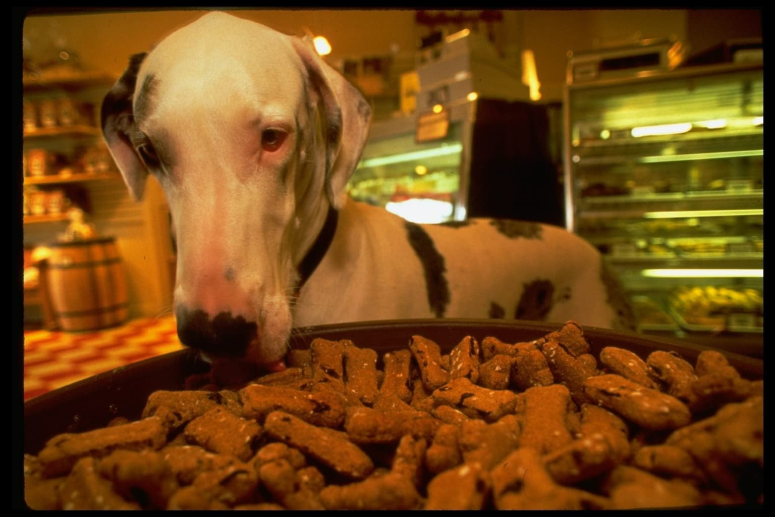 Uni student reveals he eats dog food for breakfast, lunch and dinner to save money
