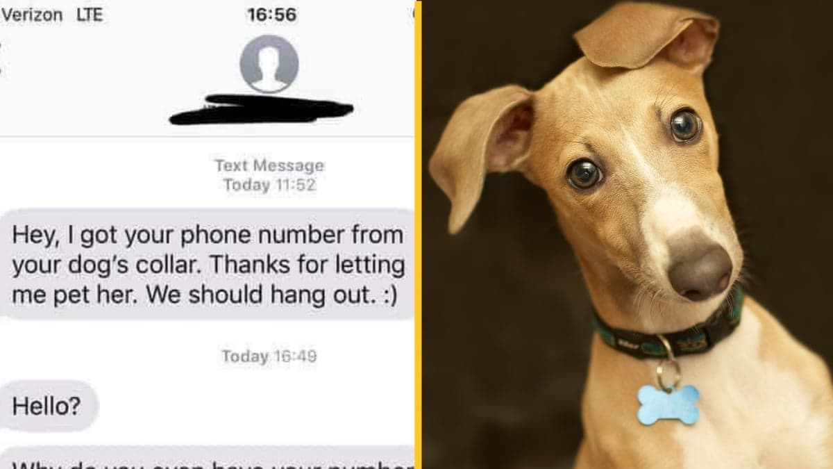 Woman details how ‘super creepy’ man texted her after taking phone number from her dog’s collar at park